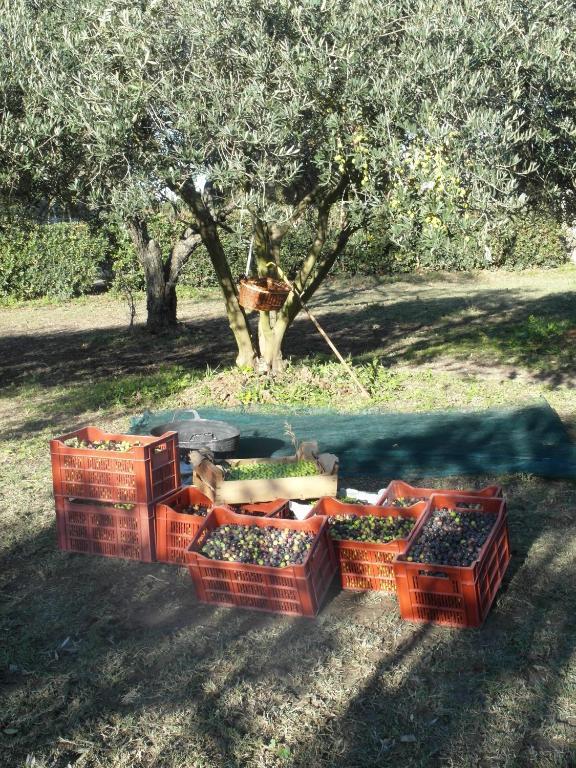 Bed and Breakfast Mas Moineau Mezoargues Екстер'єр фото